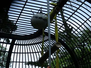 クマのハシゴ・チャレンジ