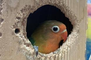 インコ、巣立つ!