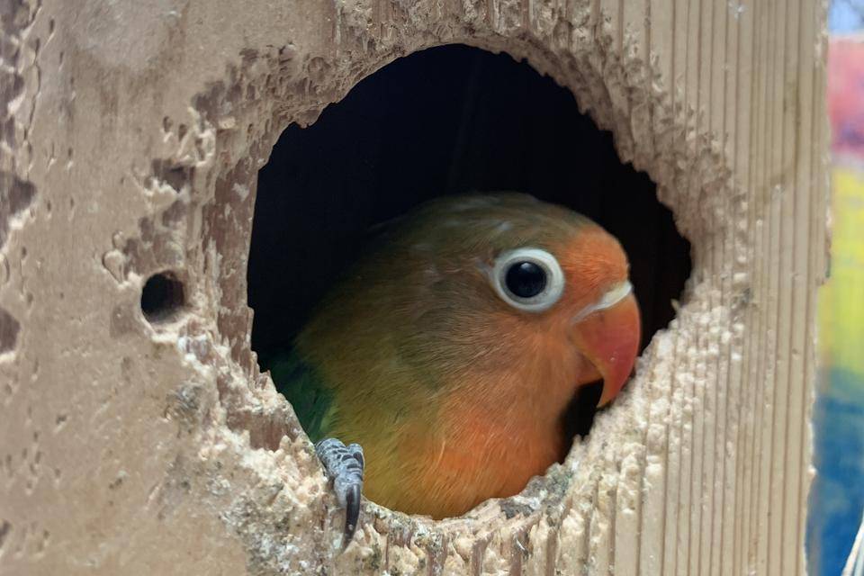 インコ、巣立つ!の写真