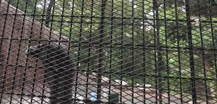 コンドルと優曇華(うどんげ)