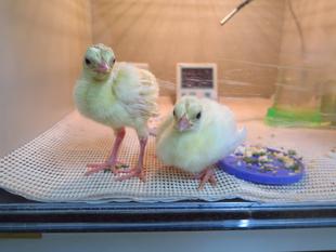 あれっ?あれあれ??