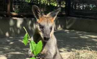 ヤサブローおめでとう!