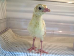 本当にヒヨコ？