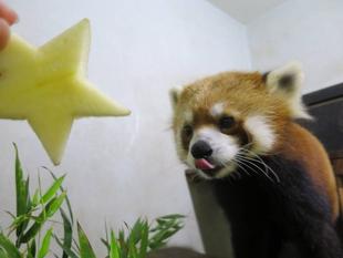 レッサーパンダと竹