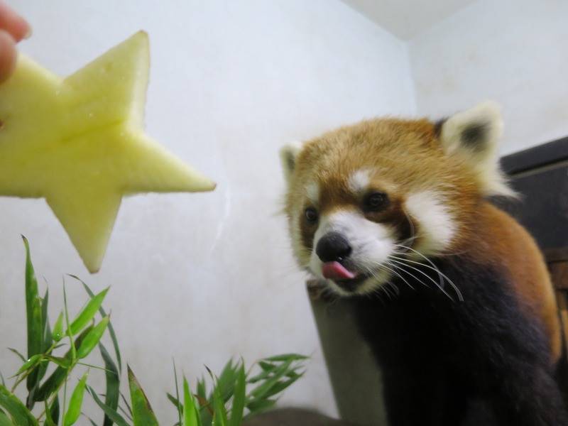 レッサーパンダと竹の写真