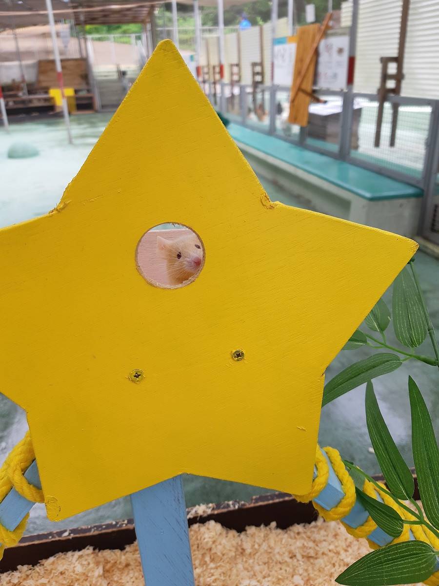 七夕やってます☆☆☆の写真