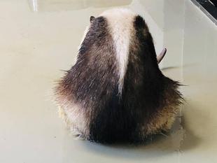 アサヒの今季初〇〇