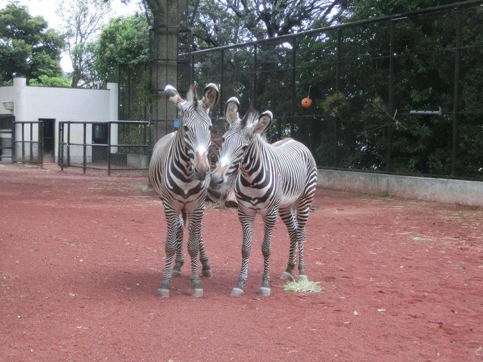 グレビーシマウマの採血に向けたトレ―ニングの写真