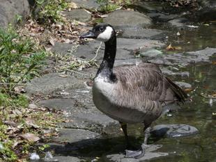 大池で見られる生きものたち