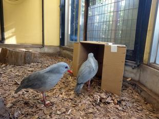 カグーの引っ越し大作戦？？