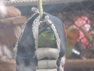 第4回！おもちゃ選手権