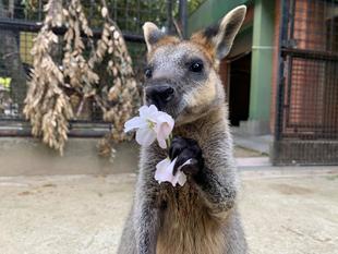 アスタおめでとう！