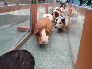 モルモットのお名前～見た目の巻⑪～