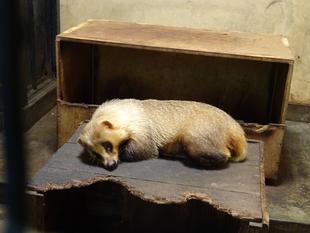 レッサーパンダが羨ましい⁉