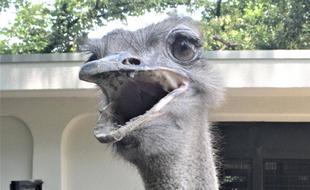 「平胸類」って知ってますか？