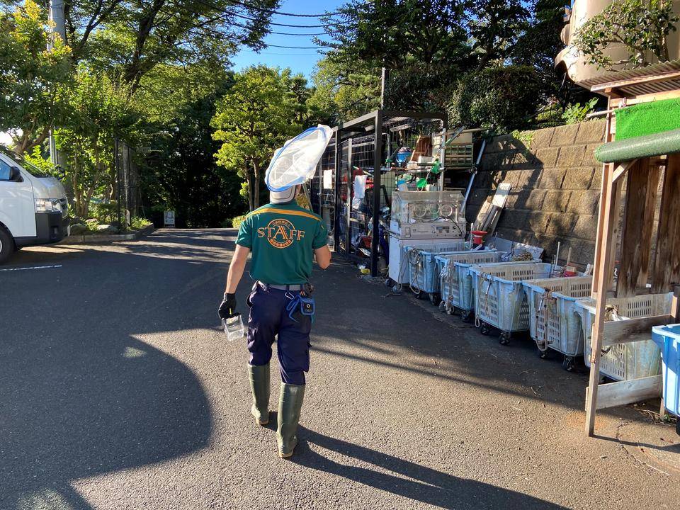 子タヌキ日誌 番外編 蝉取り少年あらわる?!の写真