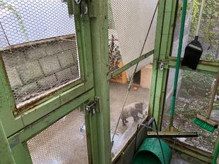 子タヌキ日誌　その4