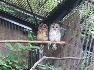 ある日のフクロウ