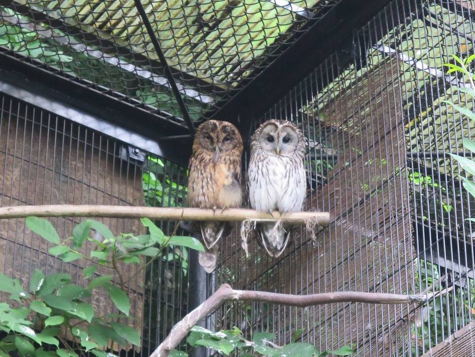 ある日のフクロウの写真