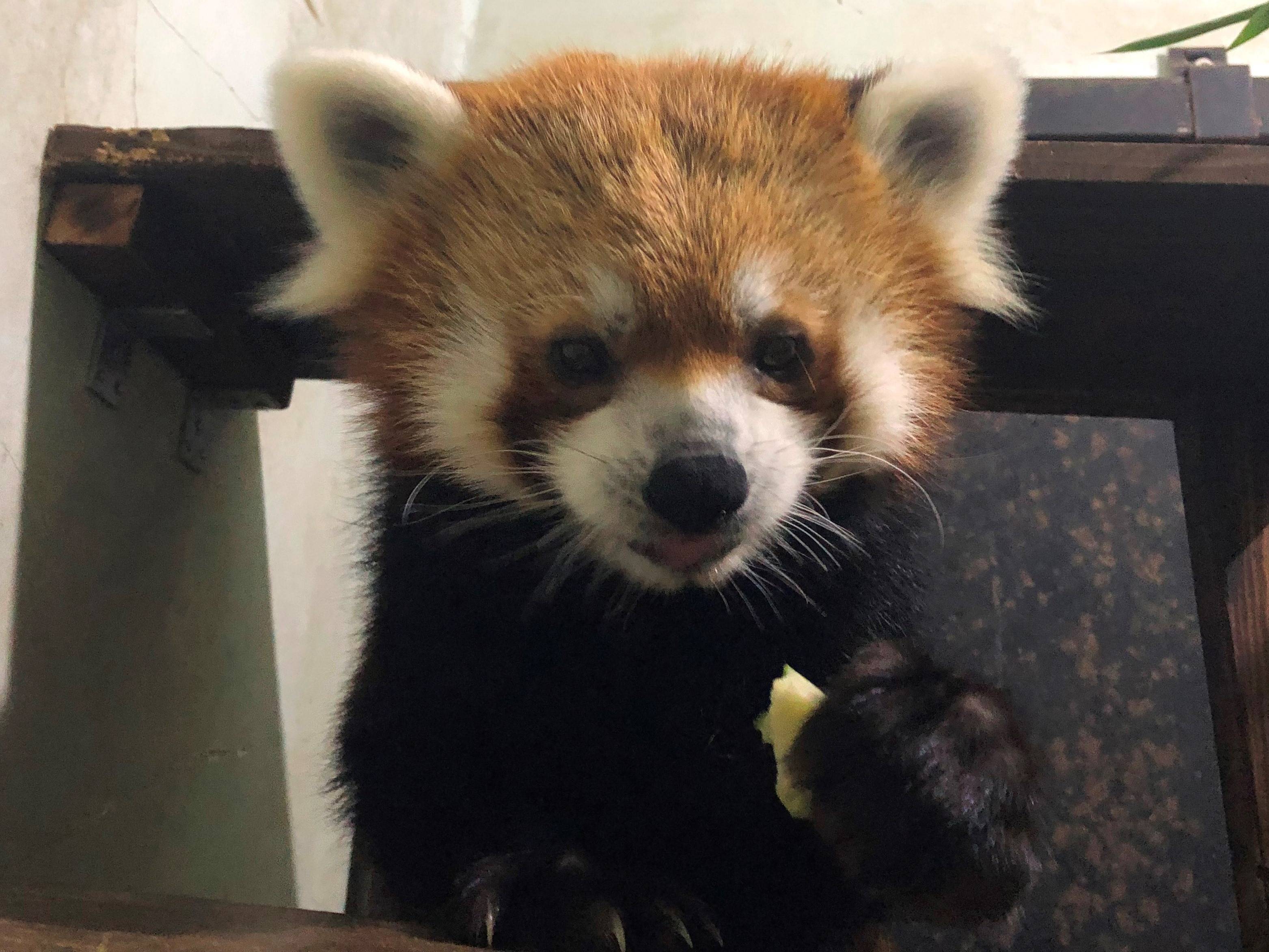 今日は、国際レッサーパンダデー!!の写真