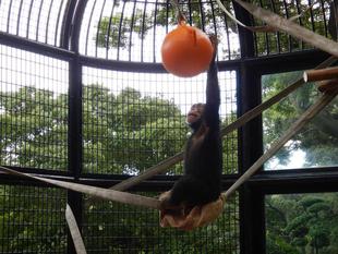 日替わりおもちゃ大作戦！