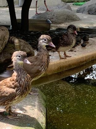 オシドリのオス、どこに行った?