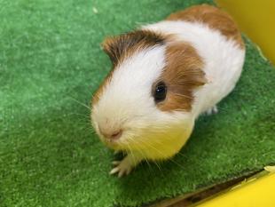 モットなかよしに④　～おしるこ＆セポッチの場合～