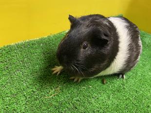 モットなかよしに③　～ビースの場合～