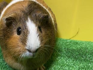 モットなかよしに②　～ブッチとスカーフの場合～