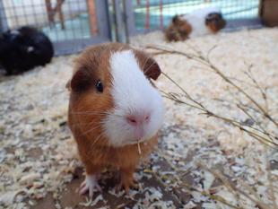 モルモットのお名前～見た目の巻⑫～