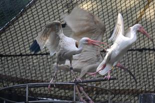 夏(?)のバードケージ みんなの様子をご紹介②