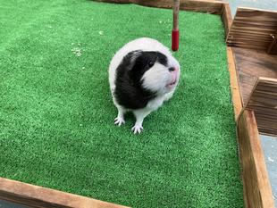 モットなかよしに⑤　～ブラックサンダーの場合～