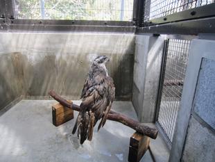 ただいま工事中　その５～病院の動物たちは何処へ？＆オオタカの近況～