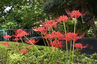 動物たちに思いを馳せて