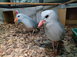 居候先のカグーたち