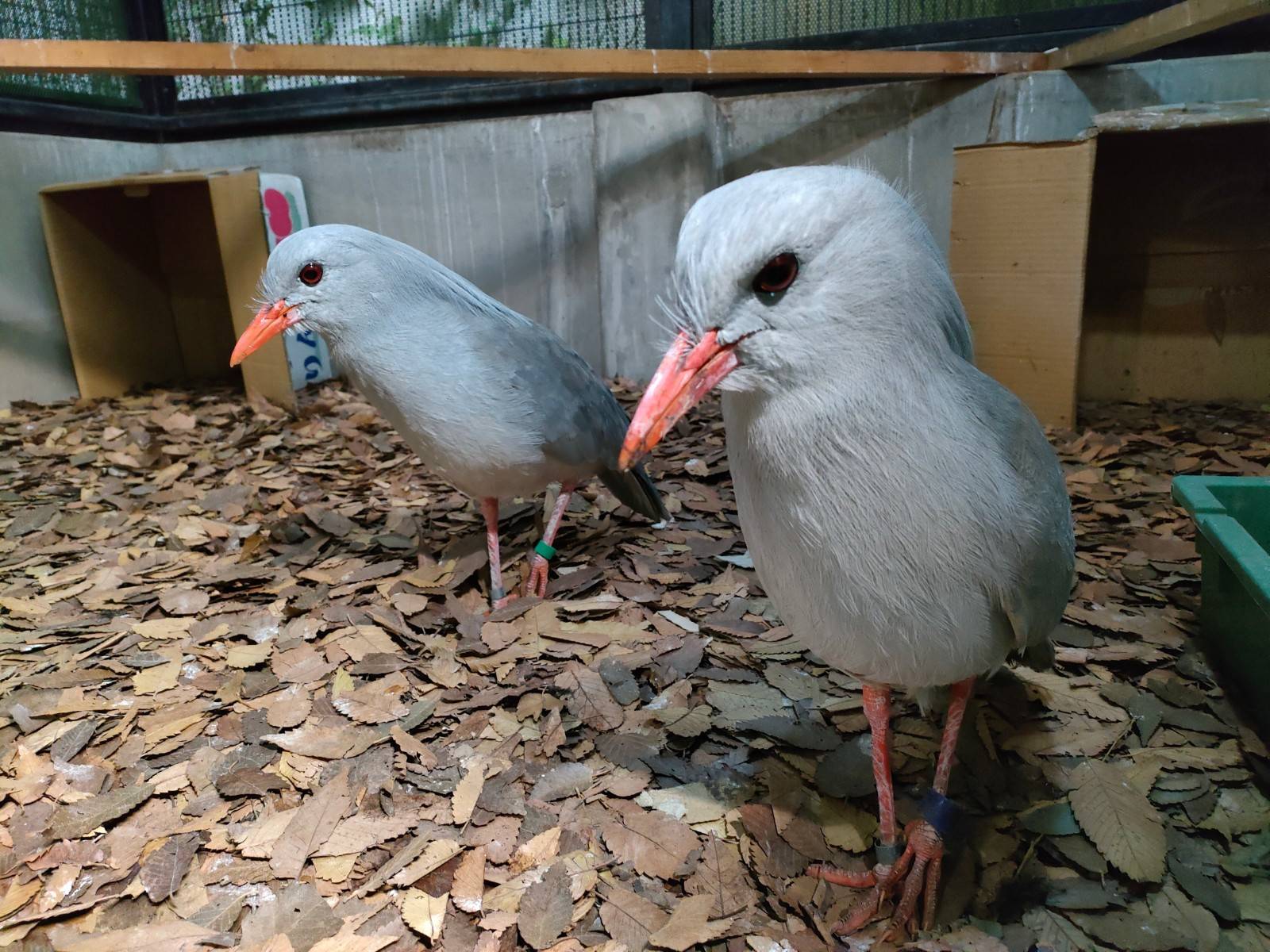 居候先のカグーたちの写真