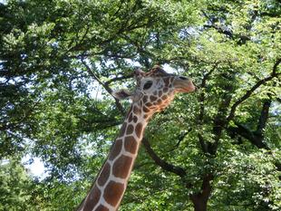 キリンたちは寝室でも!