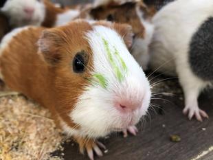 新人モルモットデビュー