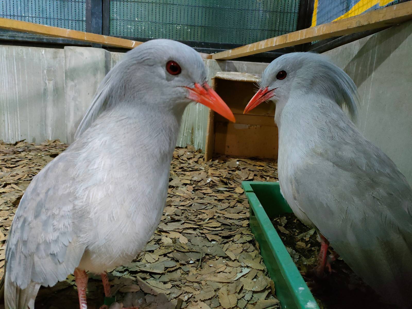 カグーと様々な鳥たちの足の写真