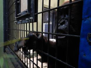 日替わりおもちゃ　～コブヘイ編～