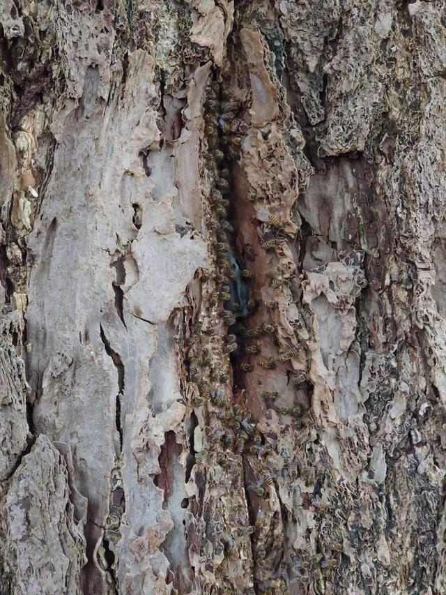 夏のミツバチの巣の入口