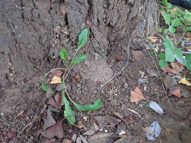ミツバチの巣の下に落ちているキイロスズメバチの死体