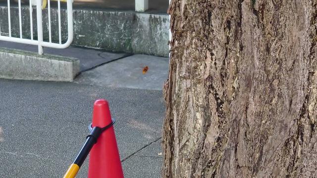 ミツバチの巣のまわりを飛んで様子をうかがうキイロスズメバチと警戒するミツバチ