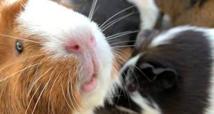 これはいったいなんだ??