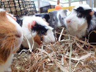 モルモットのお名前~見た目の巻⑬~