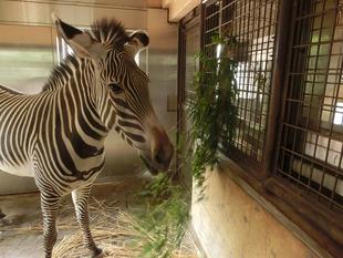 「ココロ」と「ラッキー」にも差し入れです