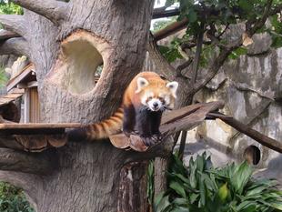 レッサーパンダ展示場リニューアルオープン！