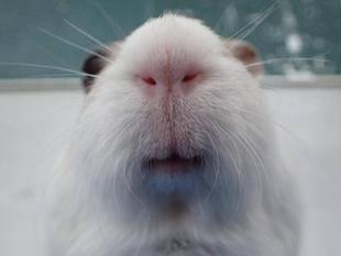 モルモットのお名前～見た目の巻⑭最終回～