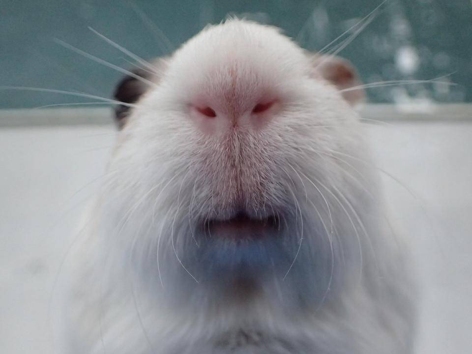 モルモットのお名前~見た目の巻⑭最終回~の写真