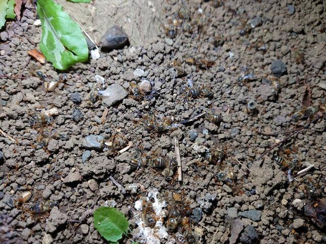 ミツバチの兵どもが夢の跡01.jpg